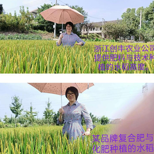 浙江南浔水稻示范基地